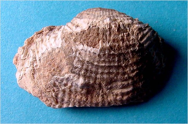 brachiopod Juresania nebrassensis-1 Naco Formation-Pennsylvanian Kohl_s Ranch, central Arizona