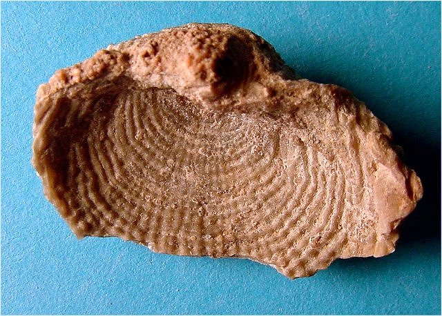 brachiopod Juresania nebrassensis-2 Naco Formation-Pennsylvanian Kohl_s Ranch, central Arizona