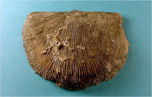 brachiopod Megastrophia concava-1 Silica Formation-Devonian Medusa Portland Cement quarry, Silica, Ohio