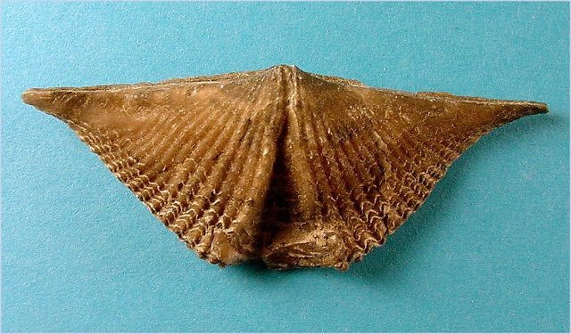brachiopod Mucrospirifer prolificus-2 Silica Formation-Devonian Medusa Portland Cement quarry, Silica, Ohio