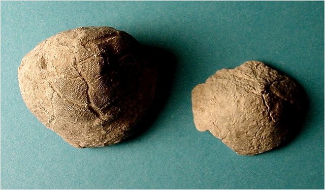 brachiopod Orbiculoidea sp.-1 Naco Formation-Pennsylvanian Kohl_s Ranch, central Arizona, bryozoa fossil is covering the specimen on the left