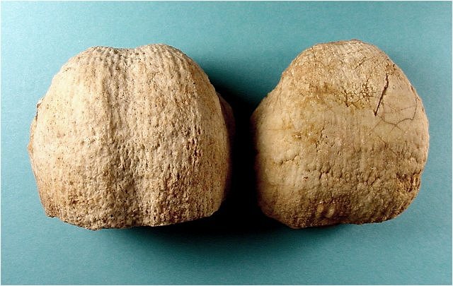 brachiopod Peniculauris bassi-1 Kaibab Formation-Permian Happy Jack area, near Flagstaff, Arizona