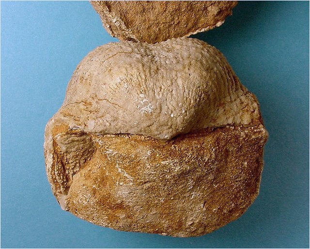 brachiopod Peniculauris bassi-2 Kaibab Formation-Permian Happy Jack area, near Flagstaff, Arizona