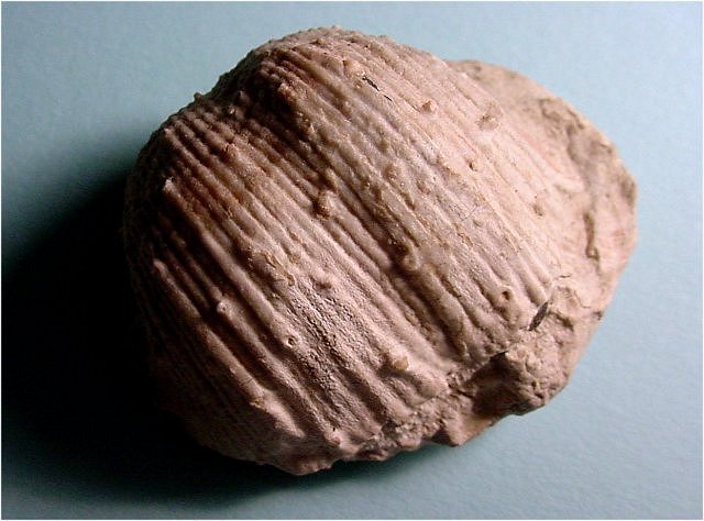brachiopod Productid brachiopod-1 Arizona close up