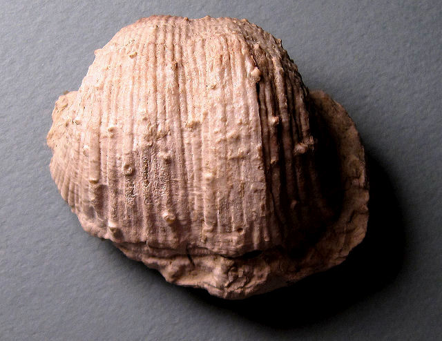 brachiopod Productid brachiopod-Arizona