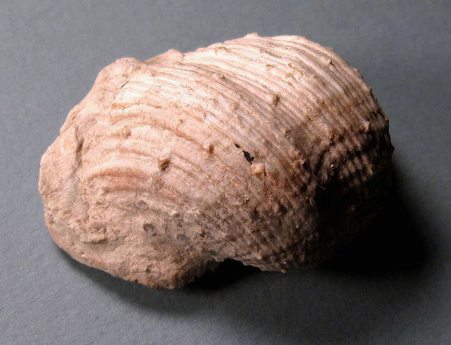 brachiopod Productid brachiopod Arizona