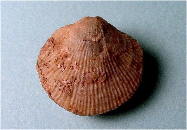 brachiopod-Pseudoatrypa devonia-2 Martin Limestone-Devonian Brody Wash near East Verde River and Control road, central Arizona