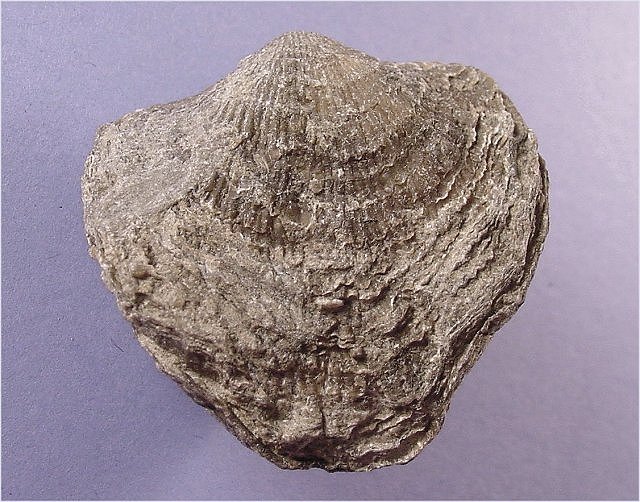 brachiopod-Pseudoatrypa sp.-2 Silica Formation-Devonian Medusa Portland Cement quarry, Silica, Ohio