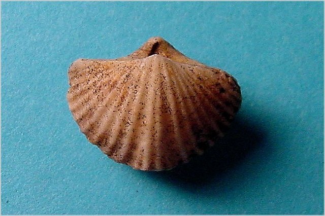 brachiopod Tenticospirifer cyrtina-1 Martin Limestone-Devonian Brody Wash near East Verde River and Control Road, central Arizona