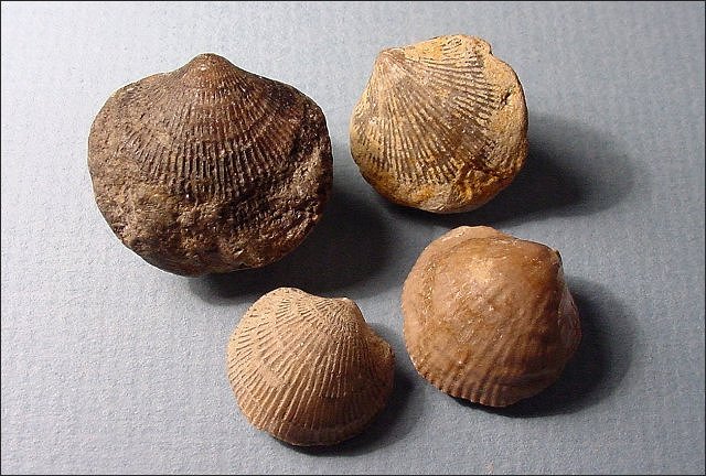 brachiopod atrypa