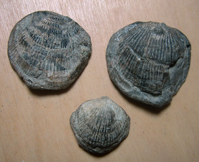 brachiopod atrypa Sylvania, Ohio Yavapai community college
