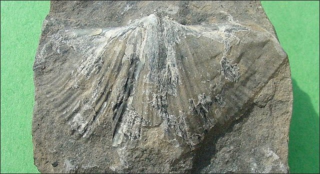 brachiopod cast of a brachiopod shell