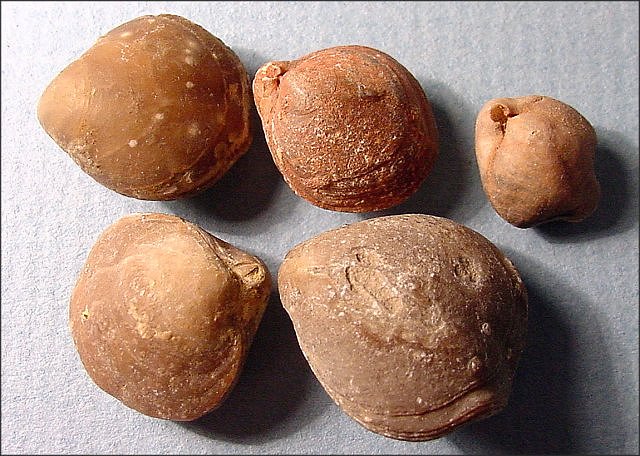 brachiopod composita sp.