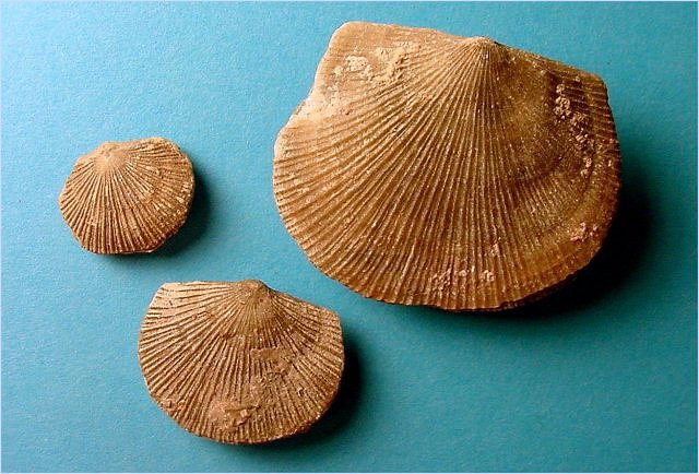 brachiopod-erbya crassa-2 Naco Formation-Pennsylvanian Kohls Ranch, central Arizona