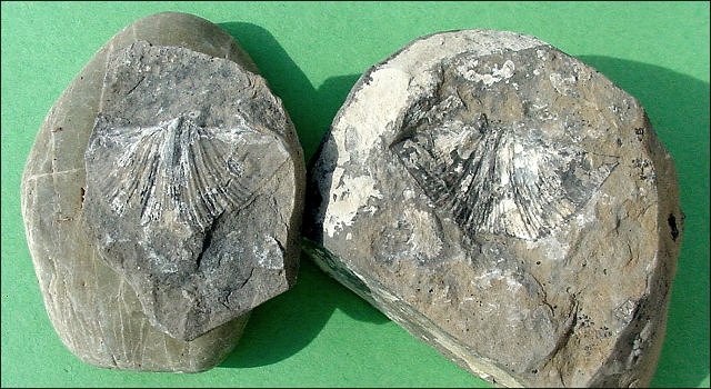 brachiopod-mold and cast of a brachiopod shell