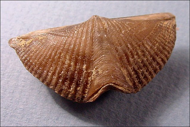 brachiopod mucrospirifer thedfordensis 2-dechant