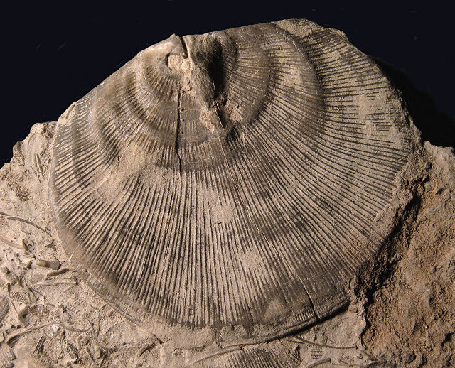 brachiopod possibly Megastrophia Middle Devonian