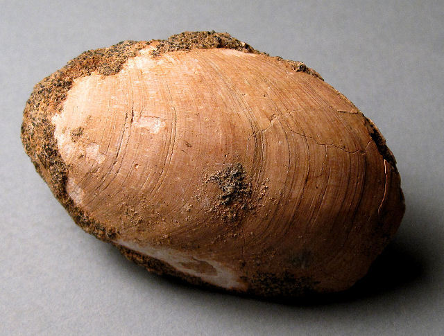brachiopod possibly Rensselaeria Devonian