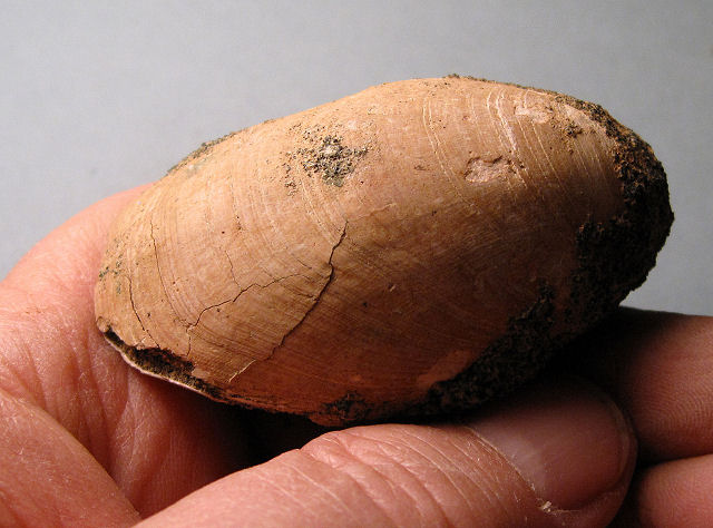 brachiopod possibly Rensselaeria Devonian