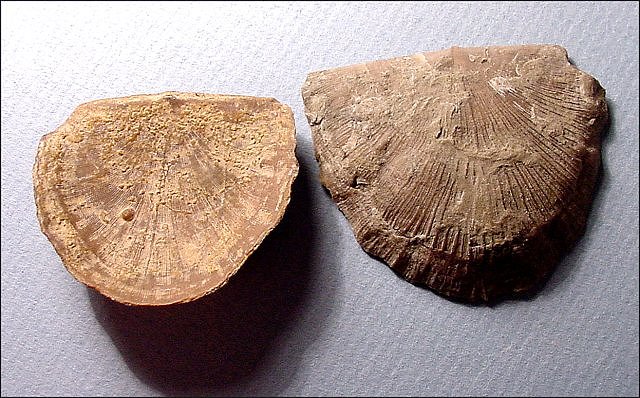 brachiopod-radfinesquina 2 ordovician-dechant