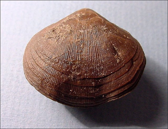 brachiopod schizophoria feeonensis sp. middle devonian-dechant