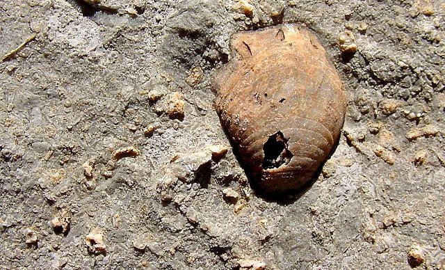 brachiopod shell-1 Horquilla limestone, Mule Mountains, Arizona