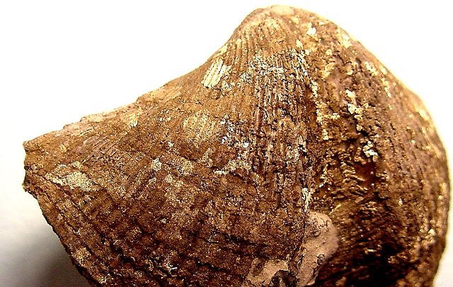 brachiopod shell replaced by marcasite close up-2 Sylvania, Ohio