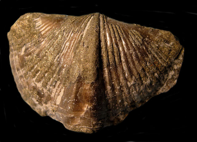brachiopod shell replaced by marcasite close up-3 Sylvania, Ohio