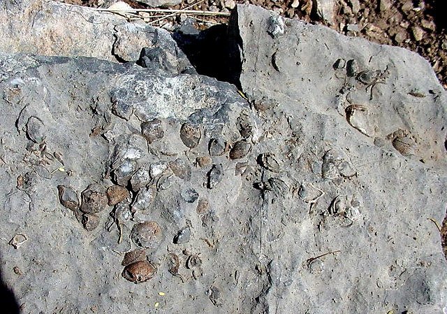brachiopod shells-1 Martin limestone, Mule Mountains, Arizona