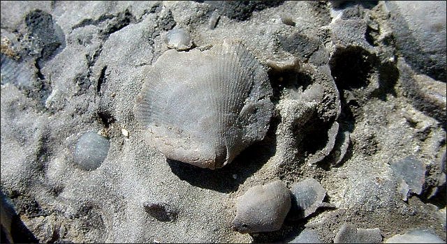 brachiopod shells exposed by etching with acid
