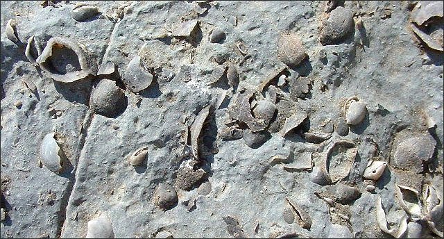 brachiopod shells exposed by etching with acid