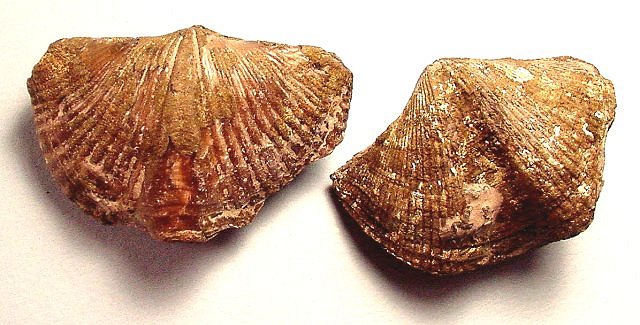 brachiopod shells replaced by marcasite-1 Sylvania, Ohio
