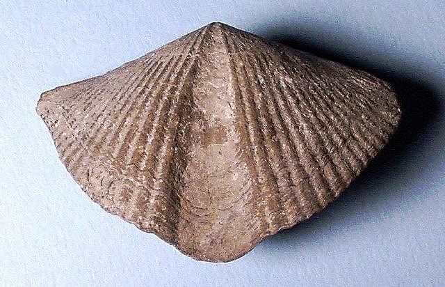 brachiopod spirifer possibly Elthya Devonian