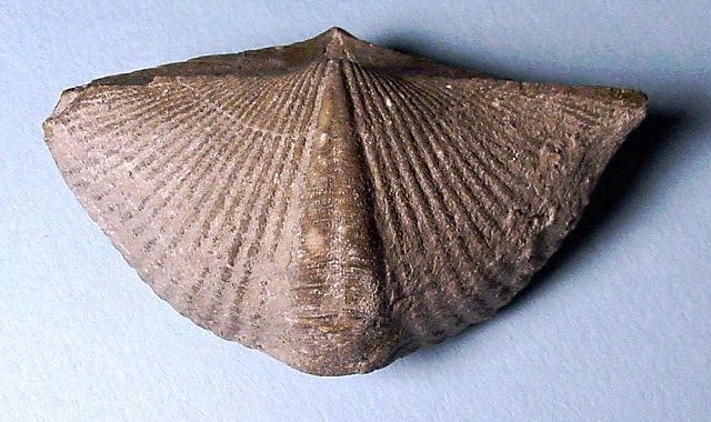 brachiopod spirifer possibly Elthya Devonian