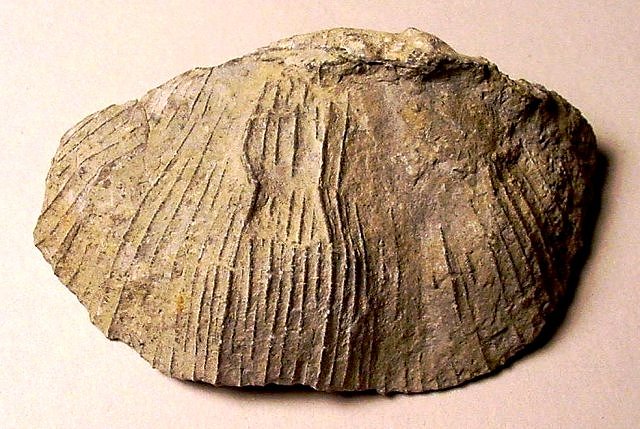 brachiopod unknot species and local