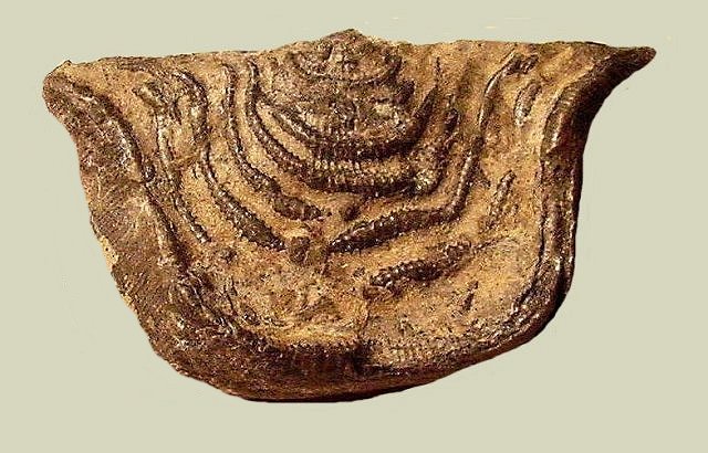 brachiopod unknown species and local