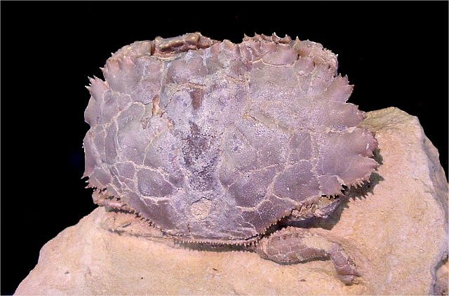 brachiopod wonders