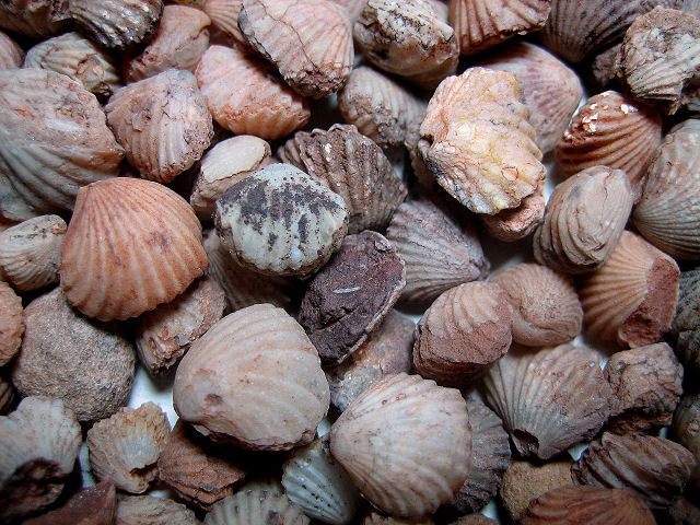 brachiopods Cupularostrum saxatilis-3 Martin Formation-Jerome Member, Devonian Yavapai College.