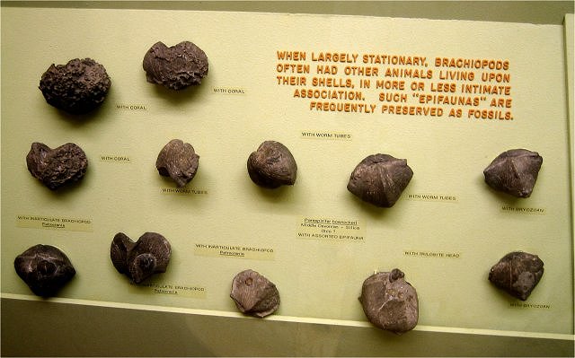 brachiopods Exhibit Museum of Natural History, University of Michigan, Ann Arbor, Michigan