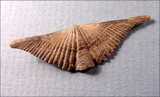 brachiopods mucrospirifer Mucronatus Middle and Upper Devonian brachial view decant