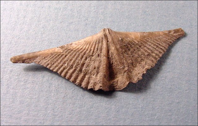 brachiopods mucrospirifer Mucronatus Middle and Upper Devonian pedicle view decant