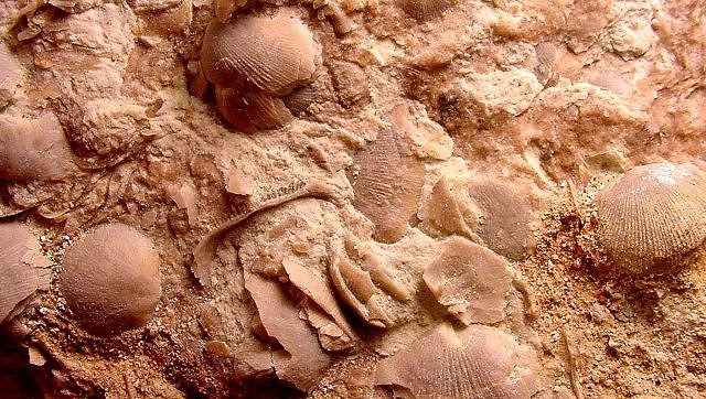brachiopods sea bottom layer with brachiopods