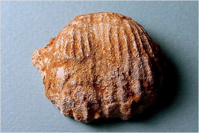 brachiopodvAvonia sp.Kaibab Formation-Permian Tom_s Creek Road, Coconino National Forest, Arizona