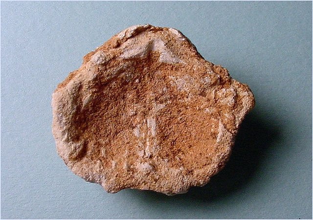 brachiopodvAvonia sp.Kaibab Formation-Permian Tom_s Creek Road, Coconino National Forest, Arizona