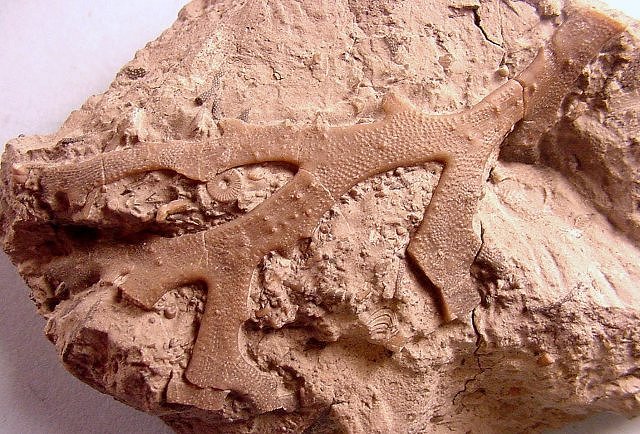 Bryozoa Sulcoretepora-Deissi, The Colony Had A Ribbon Like Form, Devonian Ohio