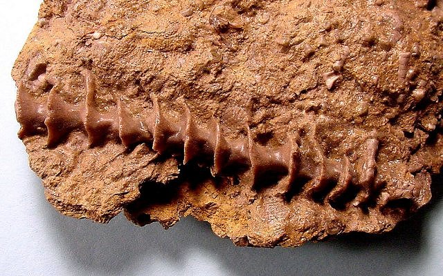Bryozoa Archimedes A Fenestrate Bryozoa With Corkscrew Shape Carboniferous Through Permian