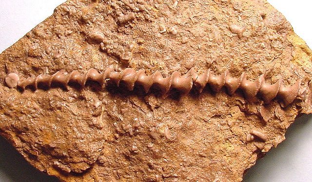 Bryozoa Archimedes A Fenestrate Bryozoa With Corkscrew Shape Carboniferous Through Permian