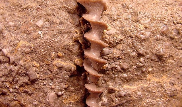 Bryozoa Archimedes A Fenestrate Bryozoa With Corkscrew Shape Carboniferous Through Permian