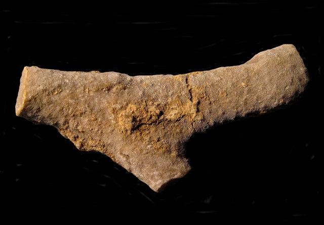 Bryozoa Branching Variety Species Unknown Sylvania, Ohio