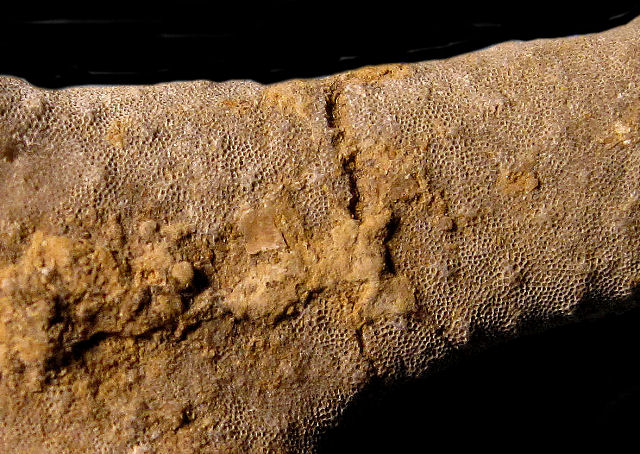 Bryozoa Branching Variety Species Unknown Sylvania, Ohio